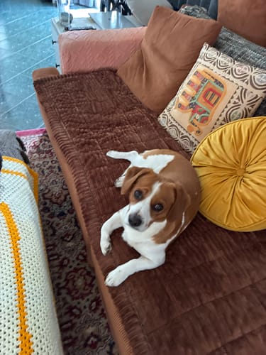 Customer photo review of Cosy Couch - Couch Cover