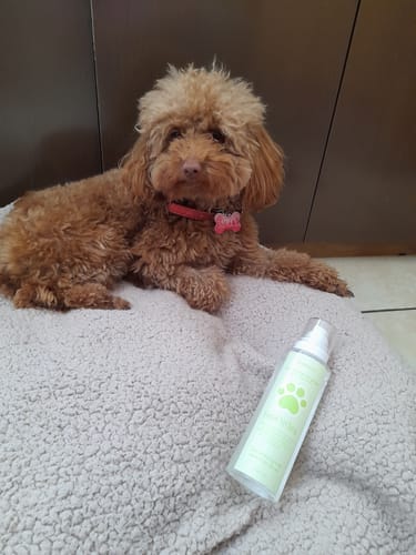 Customer photo review of Fragancia Para Mascotas Elimina Olores - Limón Verbena