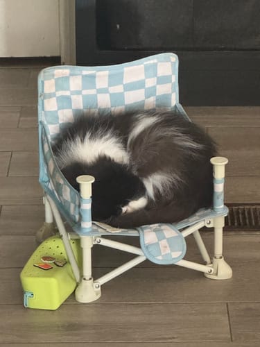 Customer's IZIMINI V1 chair with blue and white checkered seat cover, serving as a cozy bed for a fluffy black and white cat