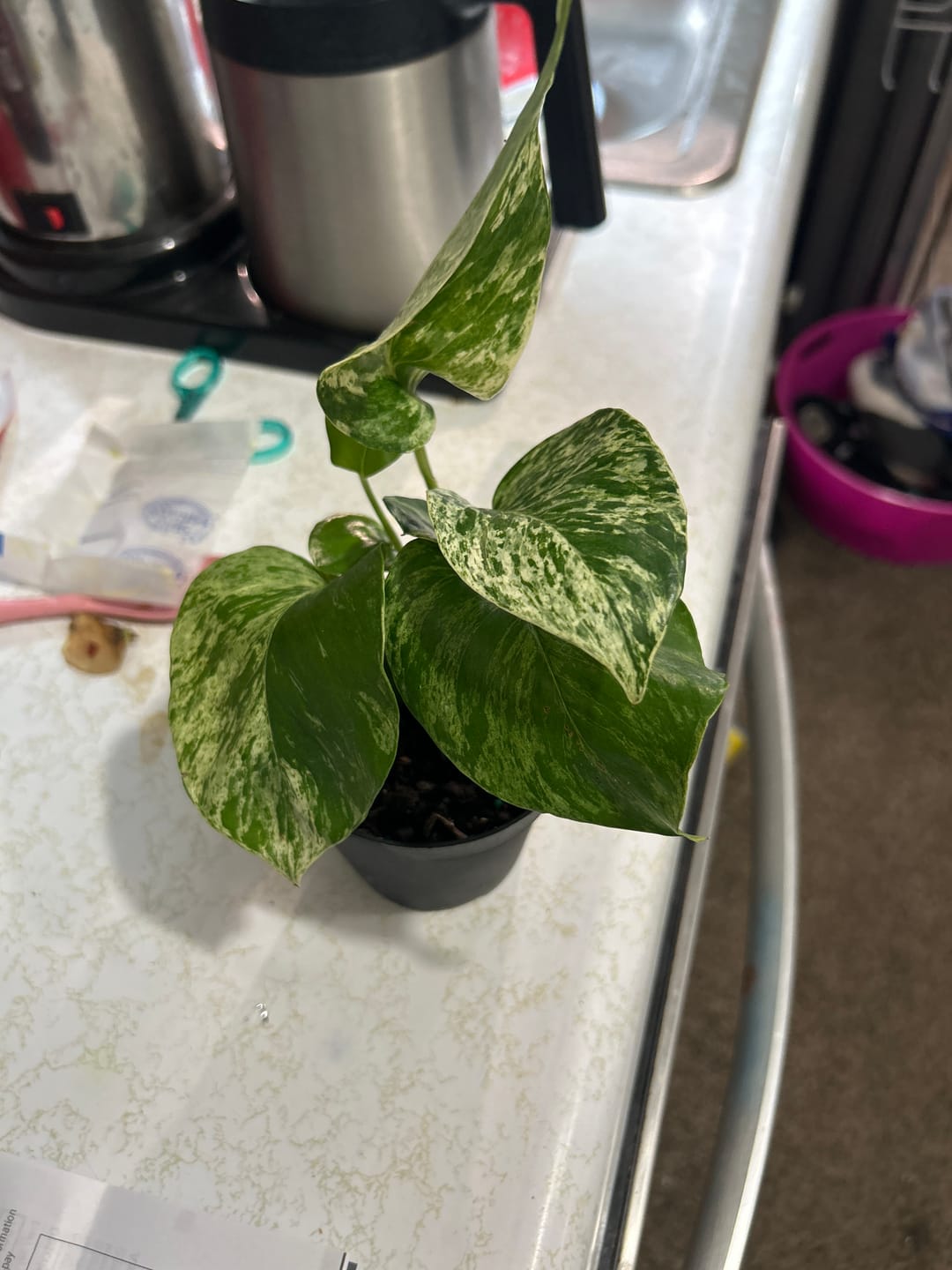 Customer photo review of Rare Brasil philodendron Cuttings & Nursery Pots - Easy Care Houseplant Brasil Extremely Rare Low Light indoor vining plant office plant