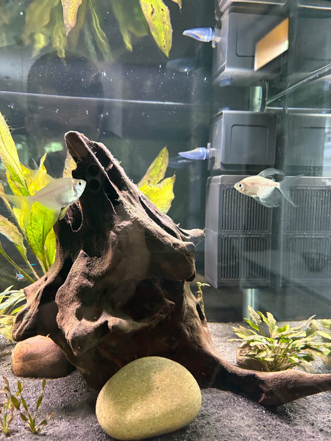 Customer photo review of Shark PRO