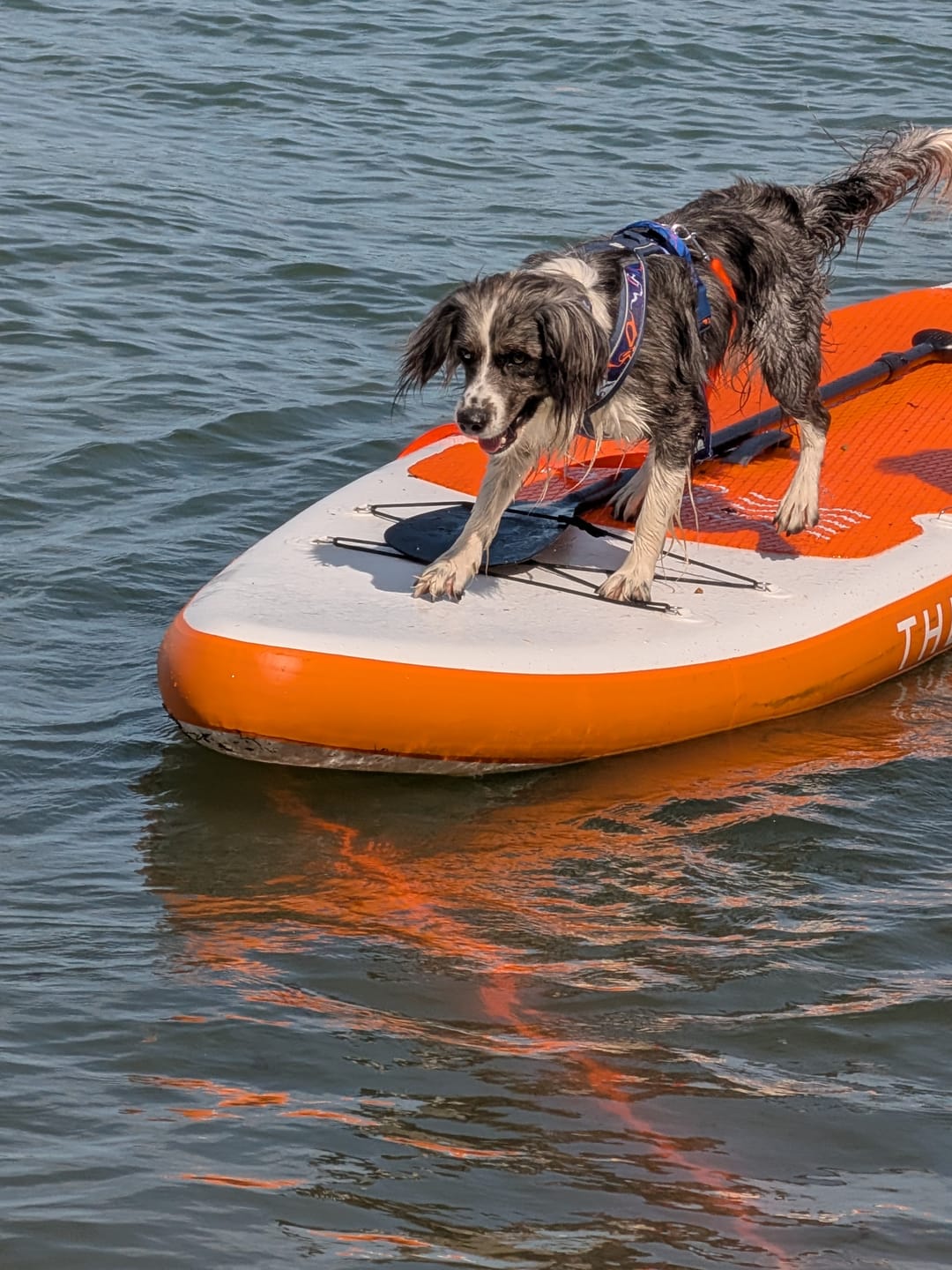 Customer photo review of Apex® Collar