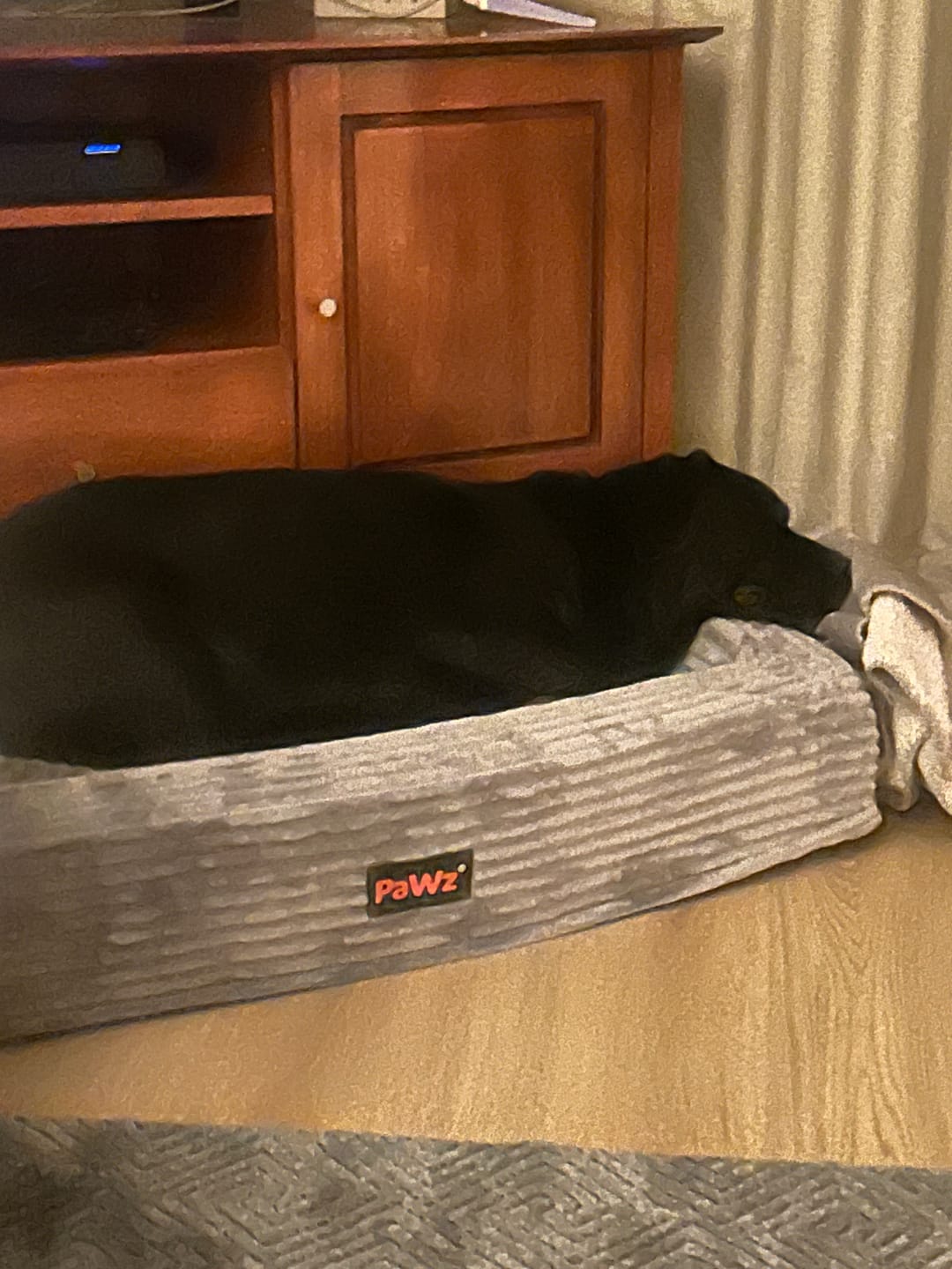 Customer photo review of Pet Calming Bed – Waterproof & Washable