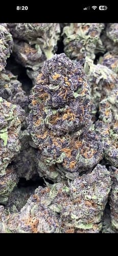Sherblato Indoor - Bulk - Hybrid photo review
