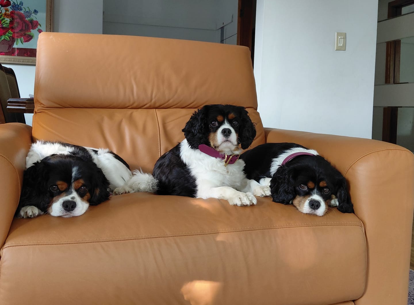 Customer photo review of Pinot - Classic Biothane Dog Collar