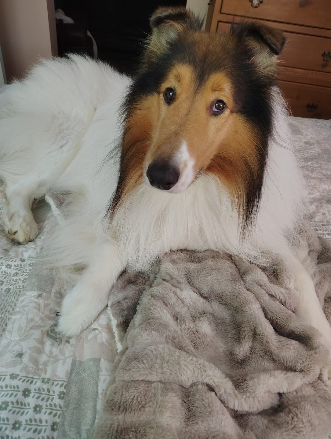 Customer photo review of Sensitive Skin Dog Shampoo - 8oz  Concentrated