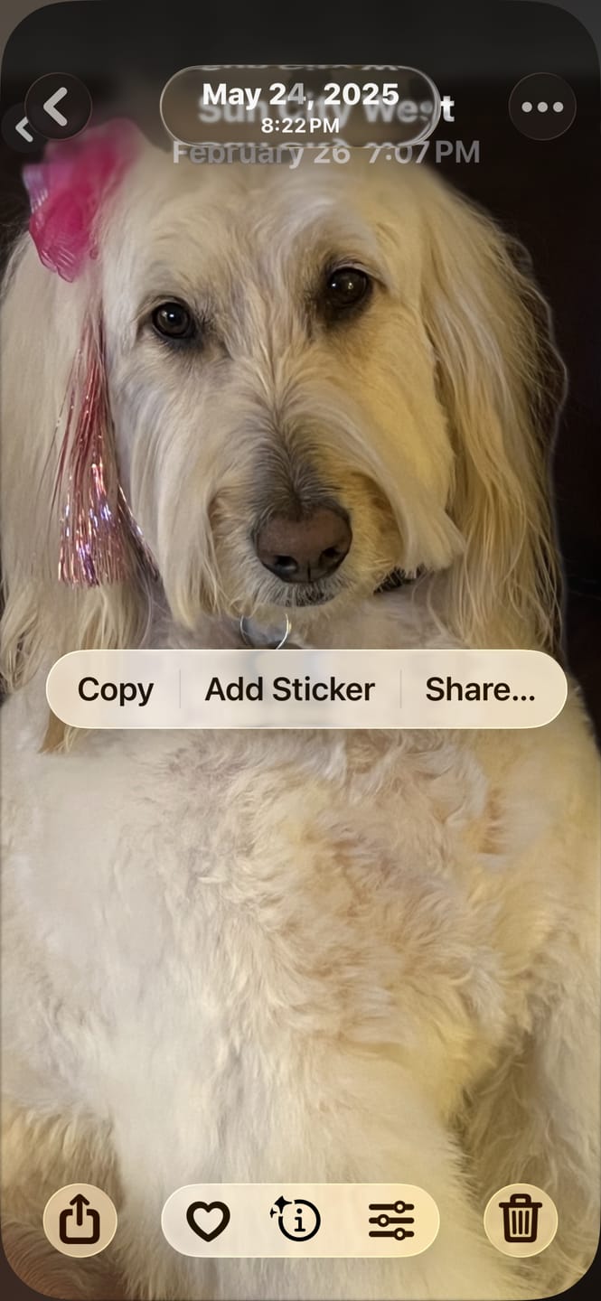 Customer photo review of Funny Peeking Apricot Goldendoodle T-Shirt