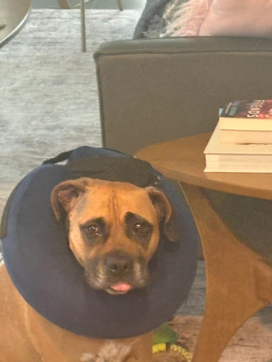 Customer photo review of K9 Belly Bliss™