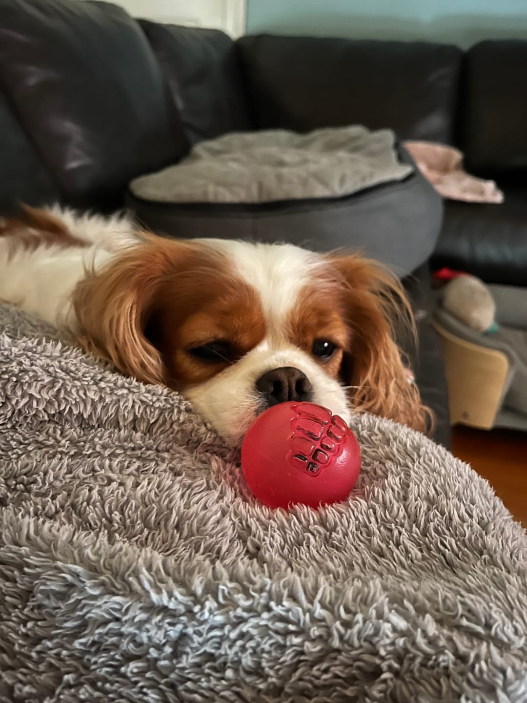 Customer photo review of Rogz Gumz Chew Ball for Dogs