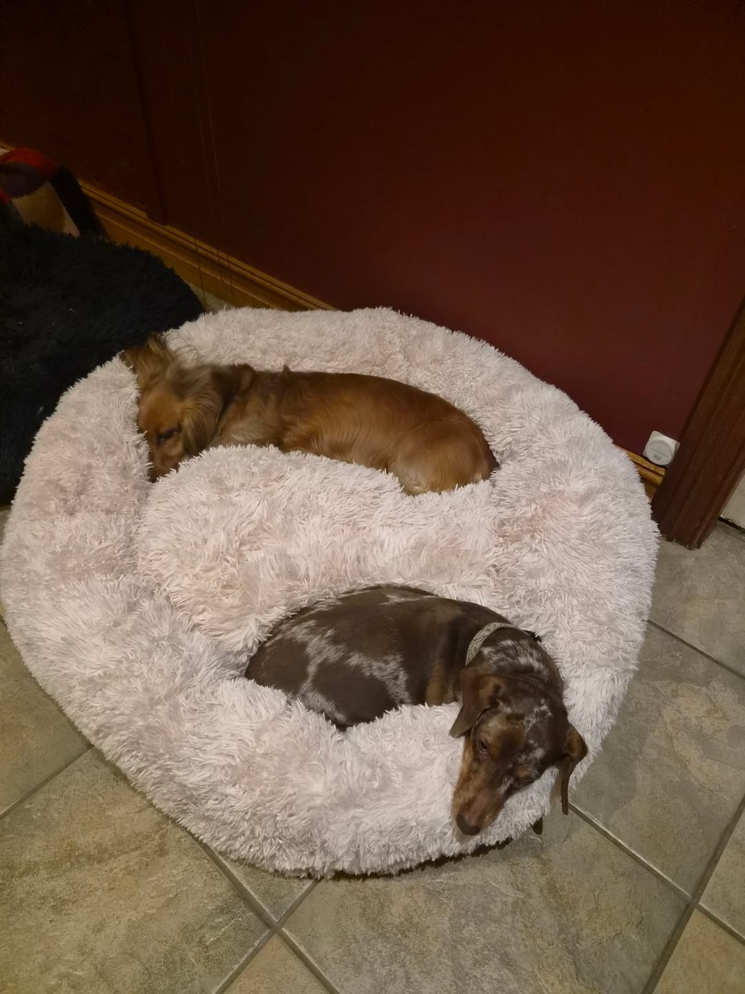 Customer photo review of Brooklyn® Deep Sleep Pet Bed