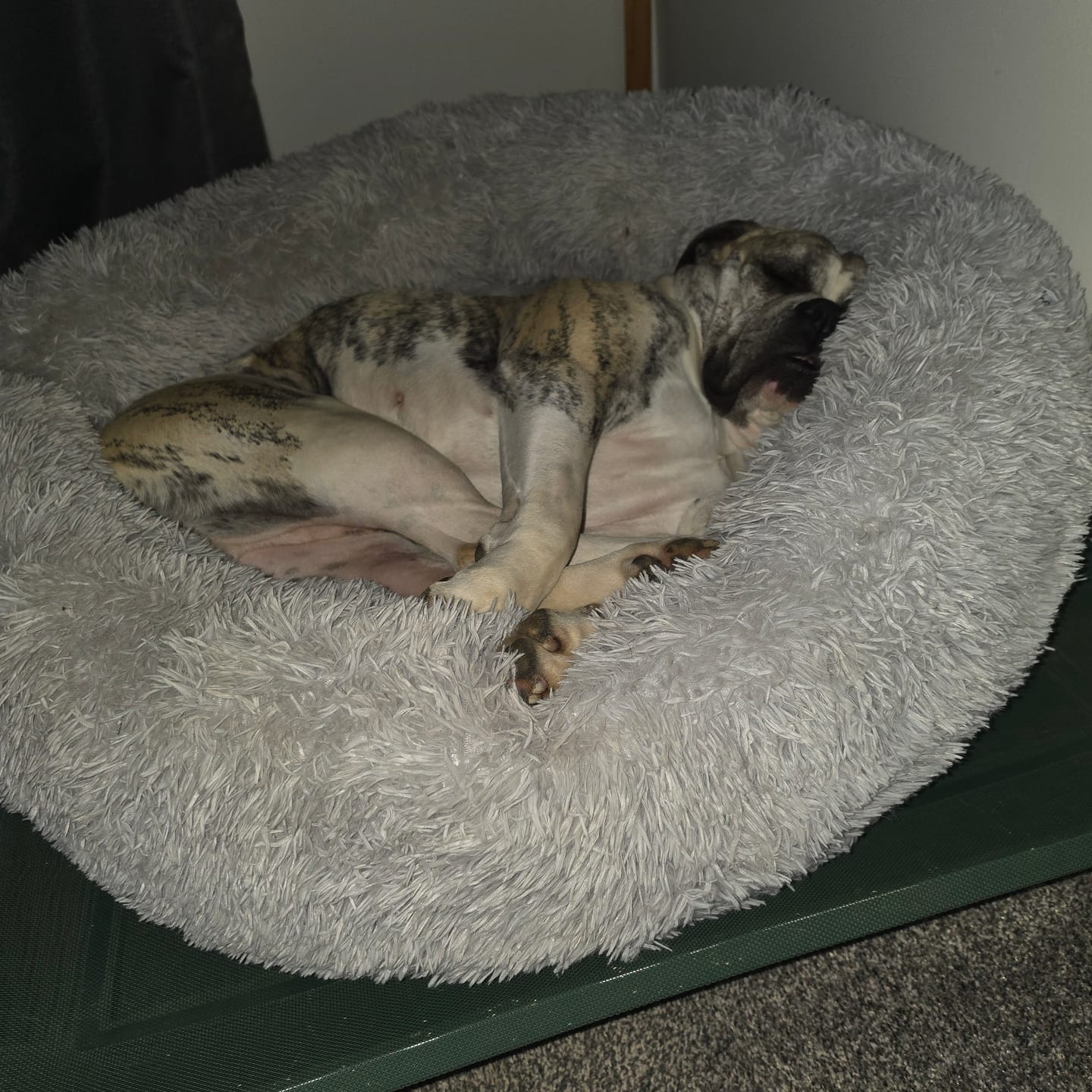 Customer photo review of Brooklyn® Ultra Memory Foam Bed