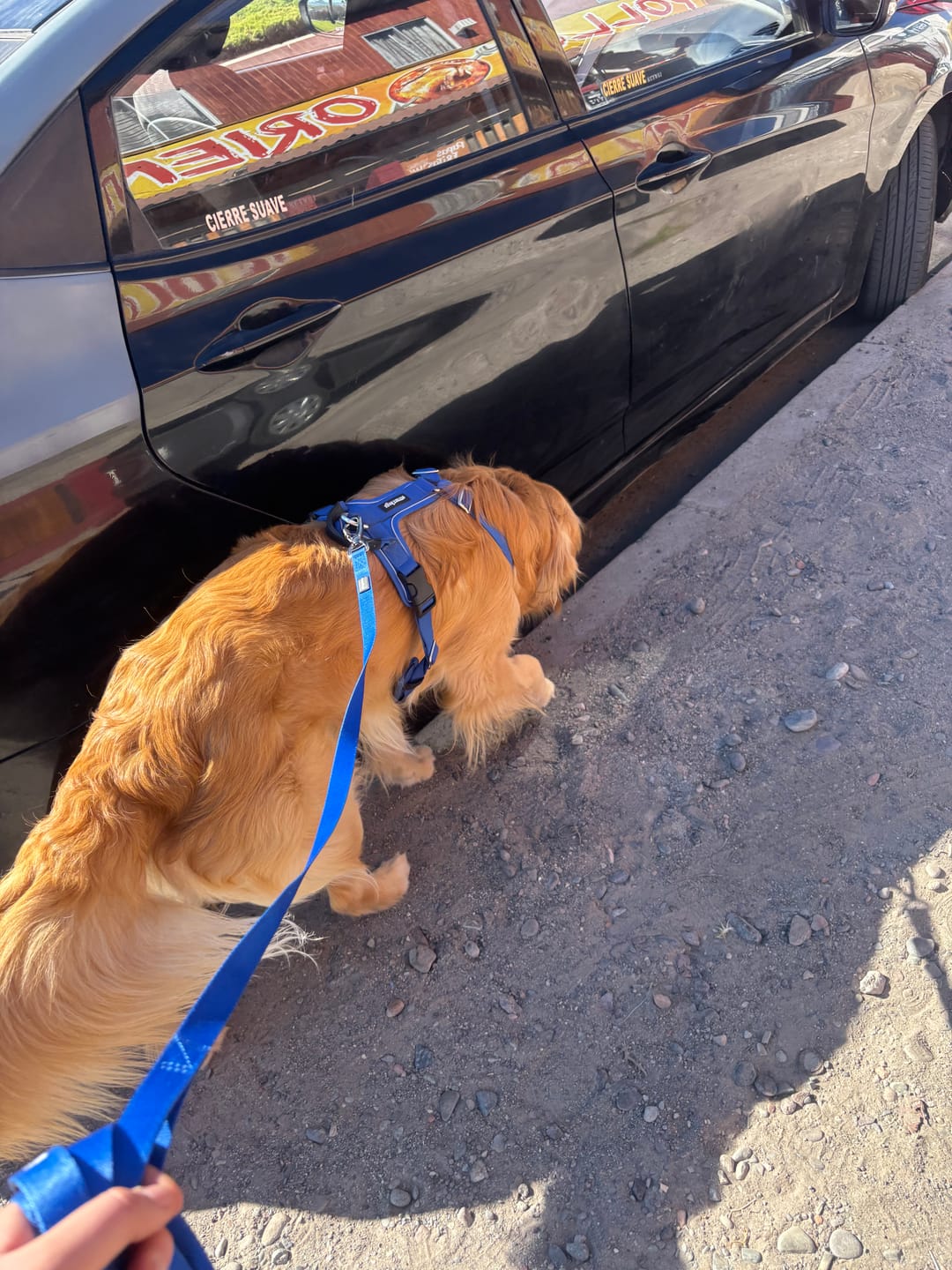 Customer photo review of Correa Larga de Adiestramiento para Perros | 5 mts | Blue