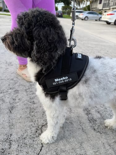 Reviewer's black personalized dog harness on a dog, showing custom name tag during an outdoor walk.