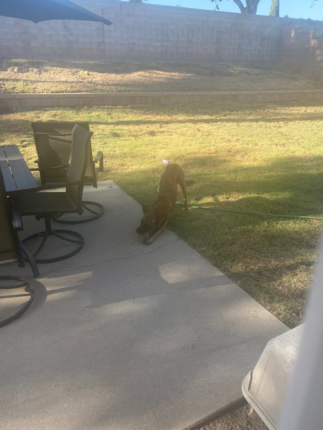Customer photo review of Bully Sticks