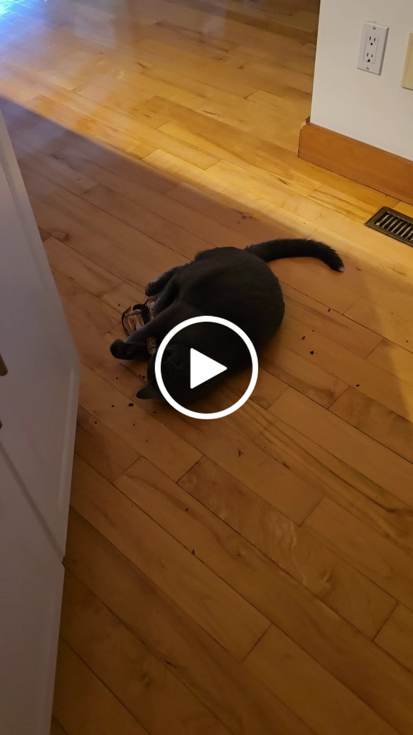 Customer video review of Catwant - Silvervine ensemble de tiges de rechange pour teaser (2 têtes et 1 tige)
