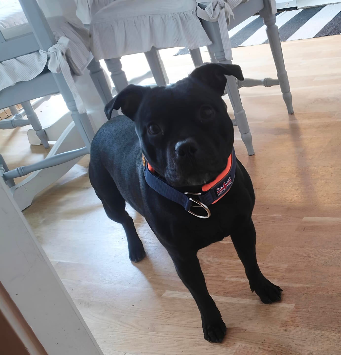Customer photo review of Staffordshire Bull Terrier 1935® Nametag Knot - Shiny