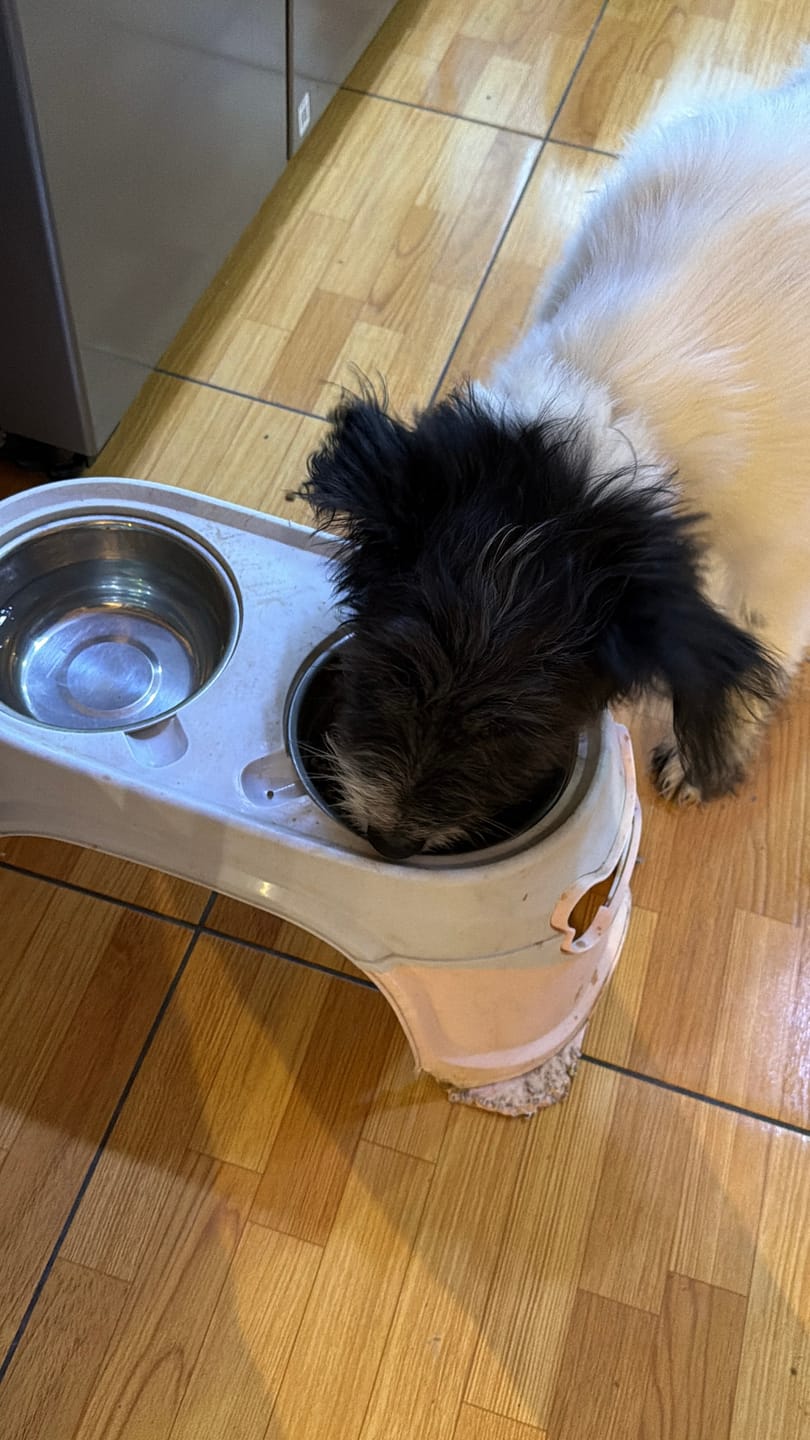 Customer photo review of PetFamily Foods Razas Pequeñas