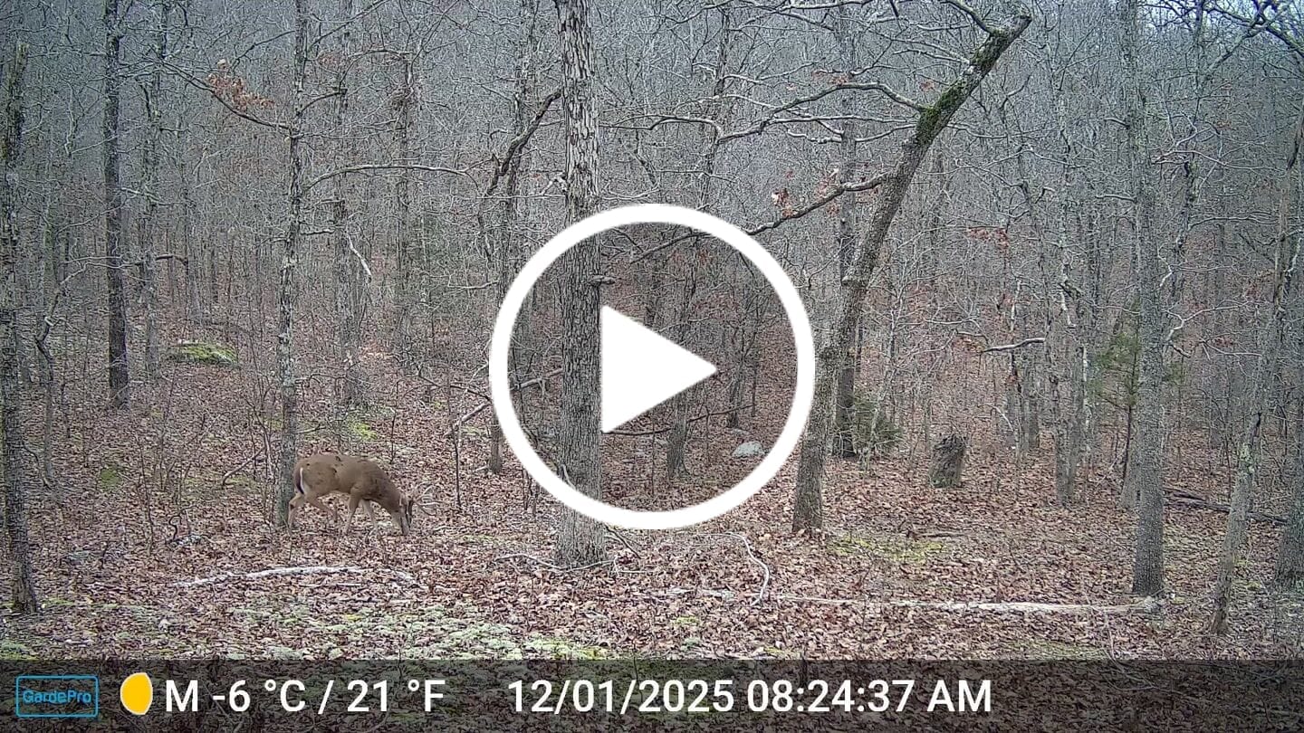 Customer video review of GardePro Link 1.0 3000ft(1km) Long-Range Wireless Trail Camera