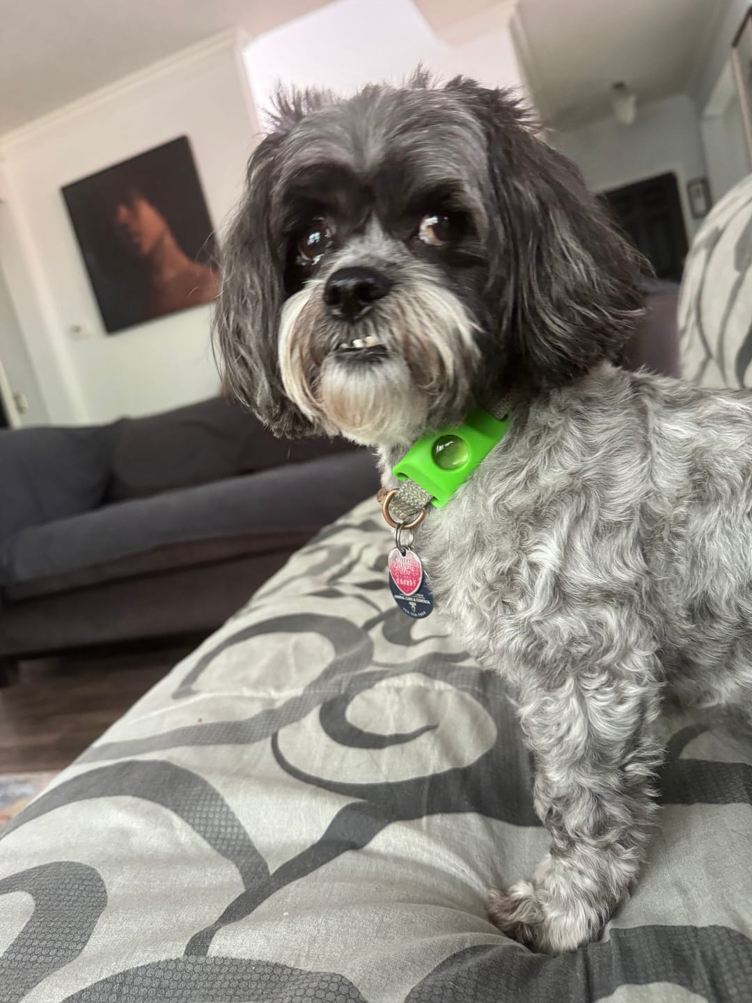 Customer photo review of FurLife™ 12 Months Flea and Tick Free