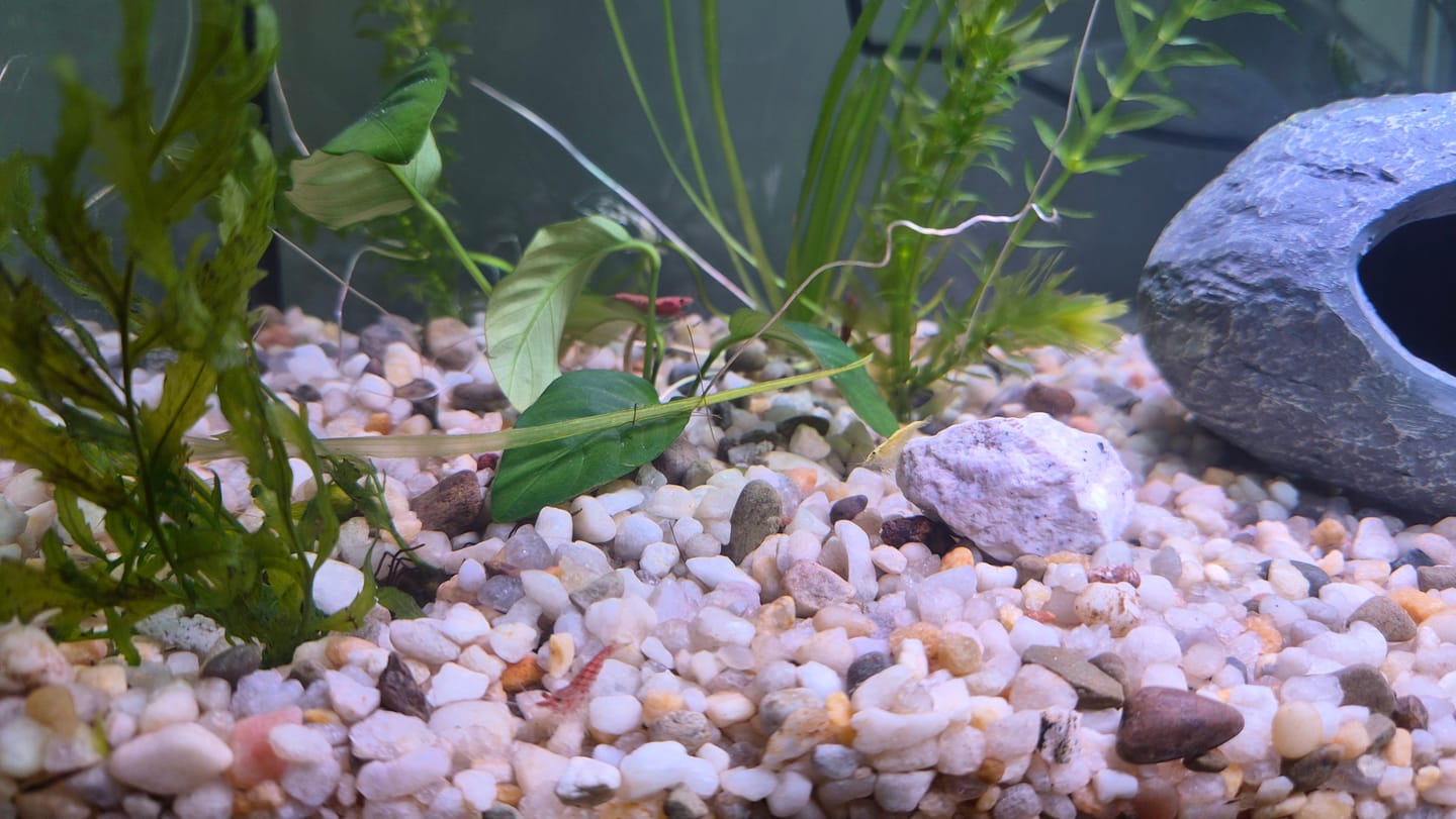 Customer photo review of Skittles Shrimp
