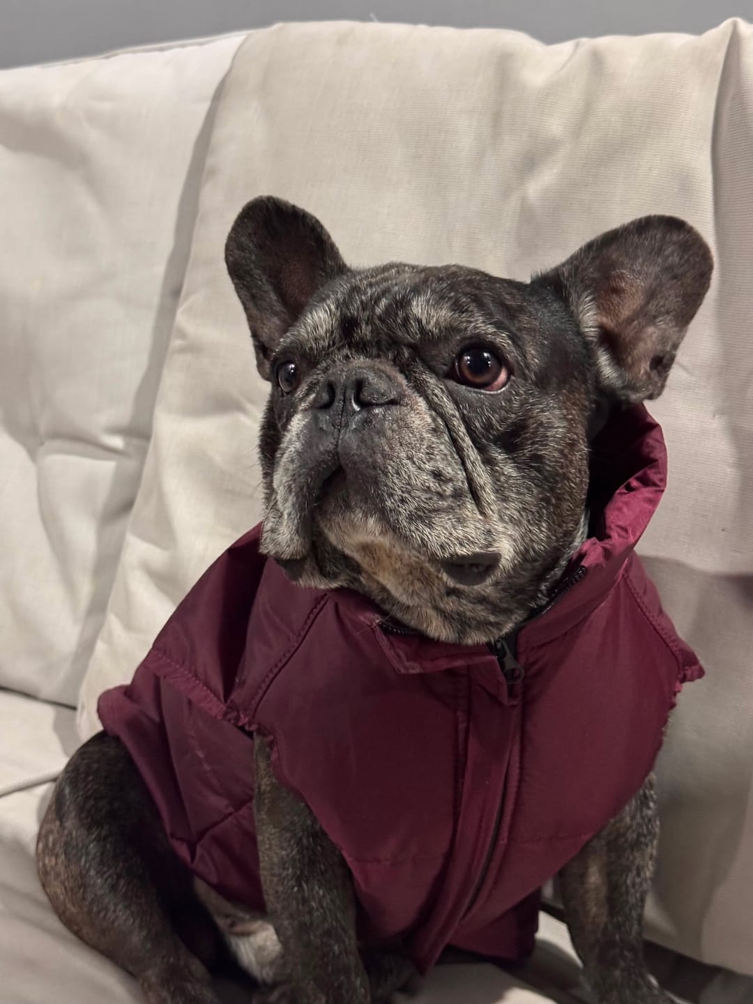 Customer photo review of Chaqueta Puffer de Invierno – Burdeo