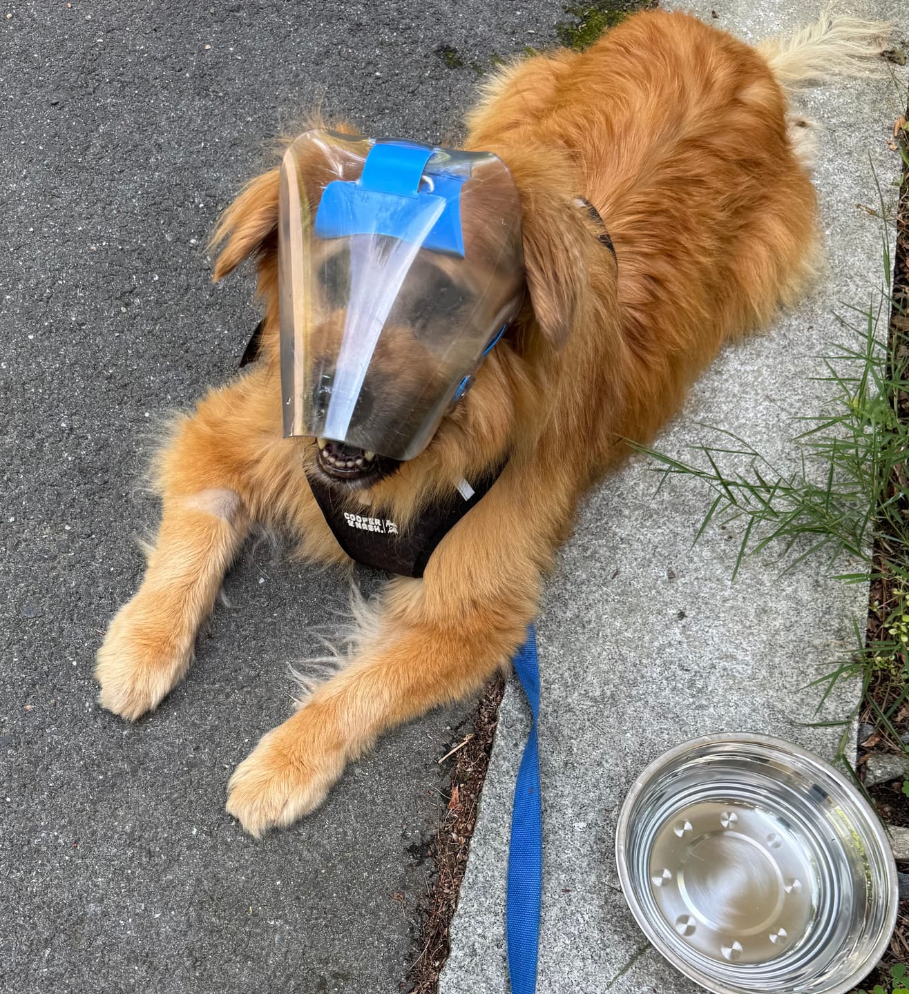 Customer photo review of OptiVizor - Regular Snout - Clear UV Tint