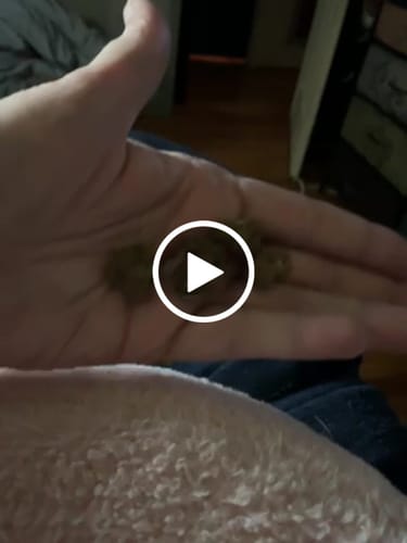 Customer video review of Skywalker OG (Green House) - THCA Flower