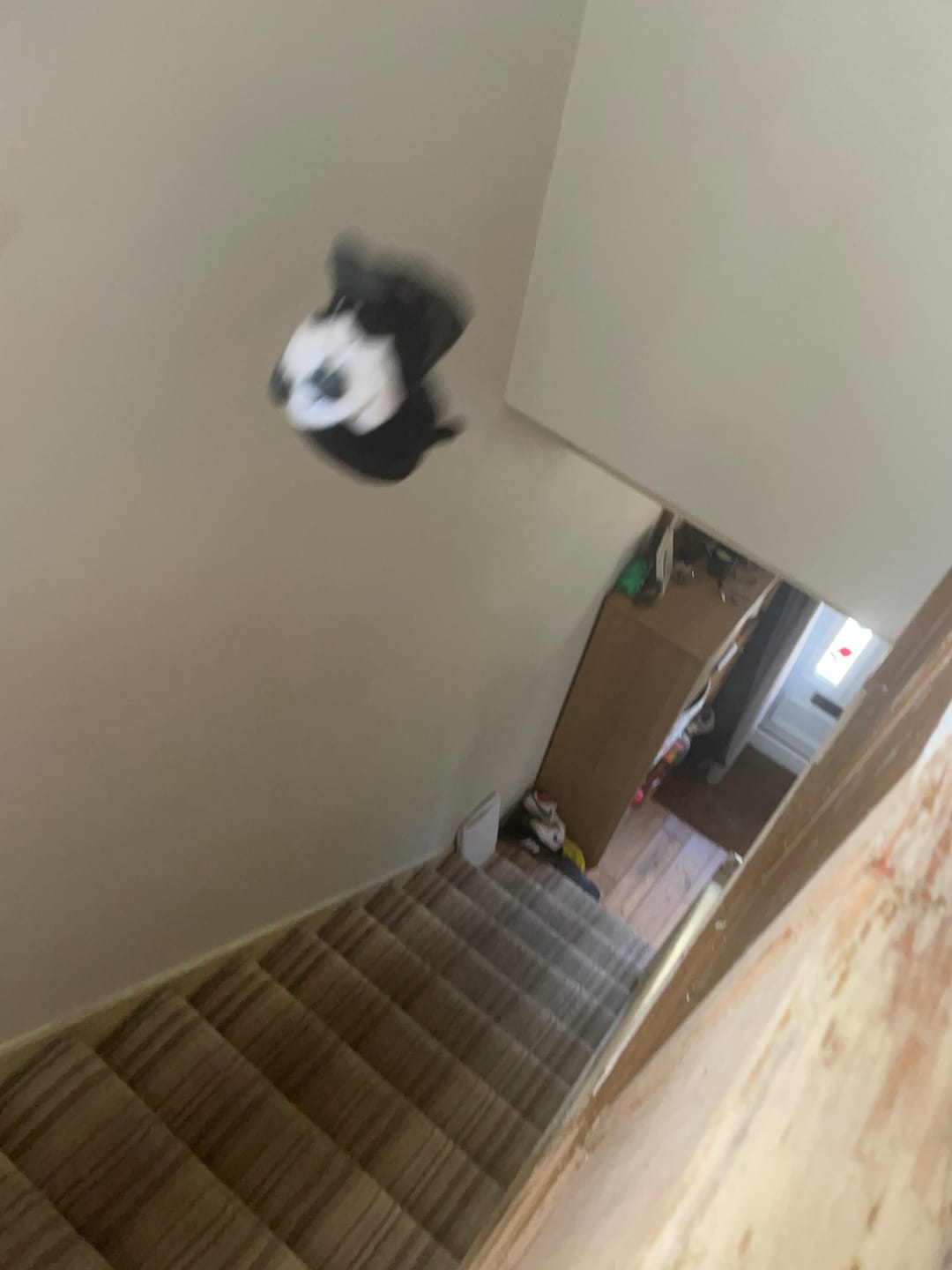 Customer photo review of Uzi Crow Plush