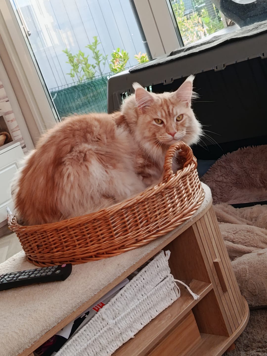 Customer photo review of Katzenklo Schaufel