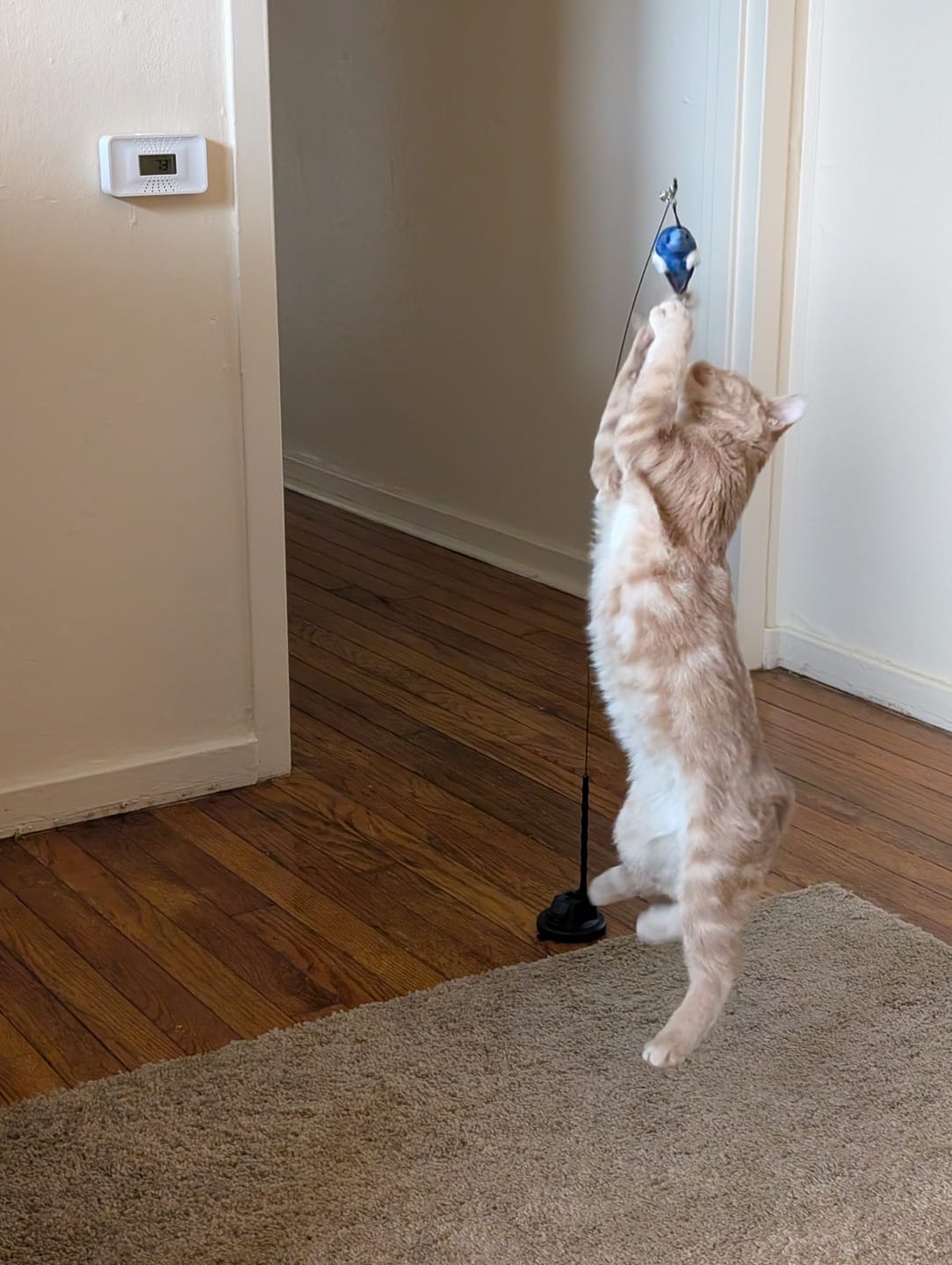 Customer photo review of Interactive Bird Simulation Cat Toy Set