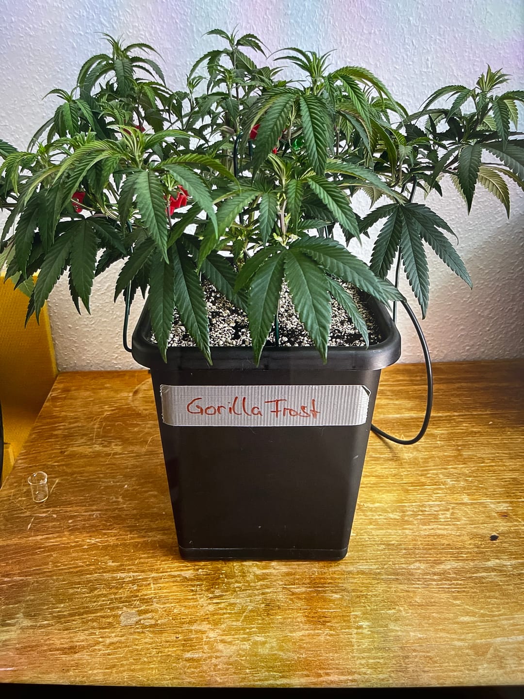 Customer photo review of Hanfstecklinge | Gorilla Frost