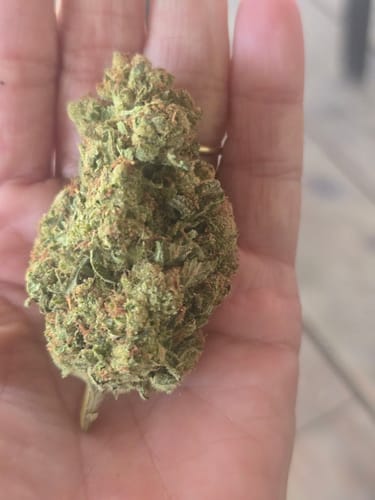 Biscotti Cake - 28 Grams - Hybrid photo review