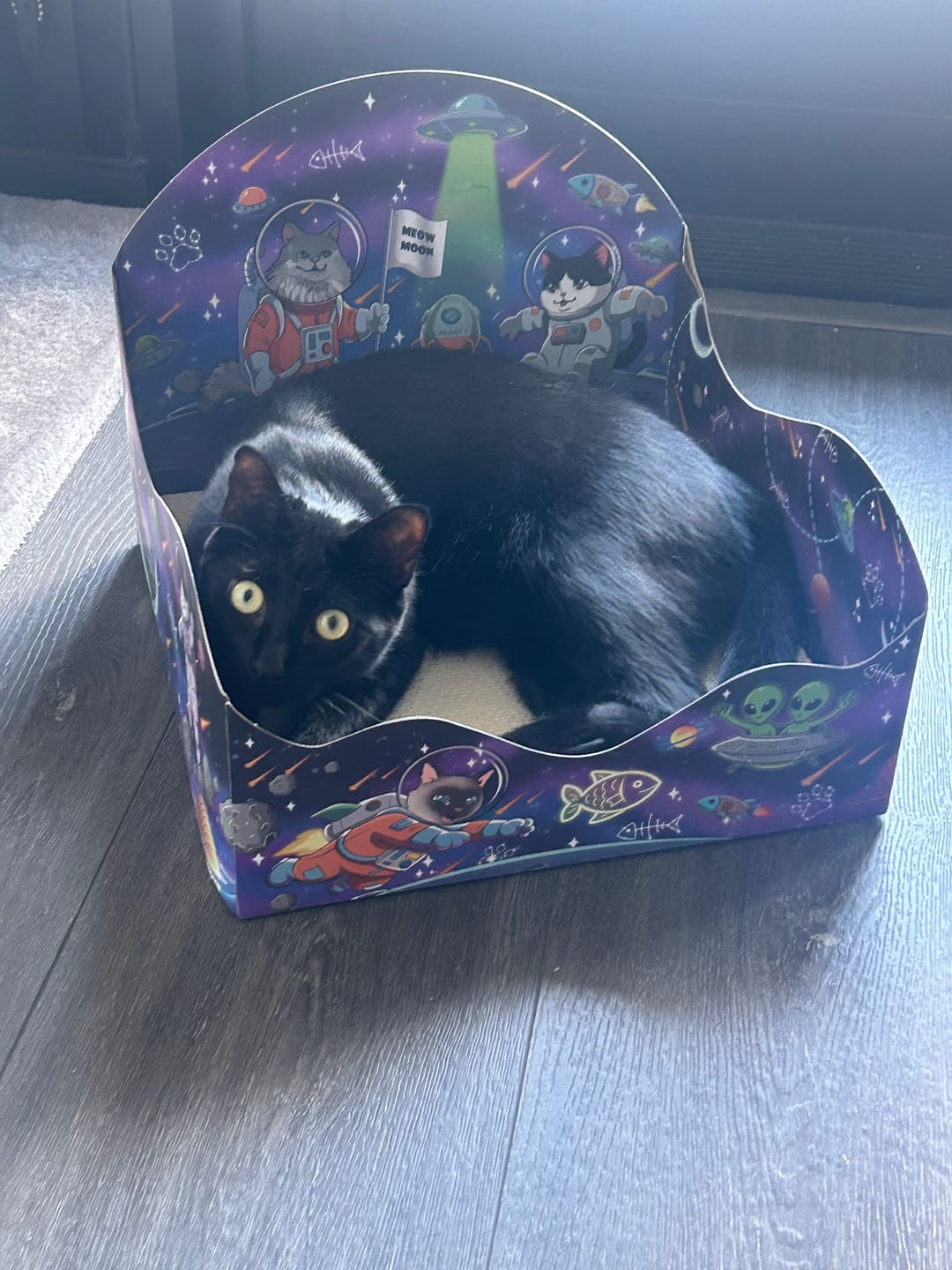 Customer photo review of Meow Moon Sanctuary