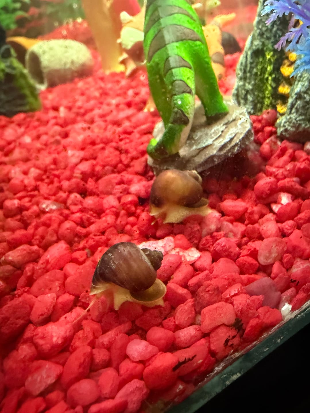 Customer photo review of Magenta Mystery Snail