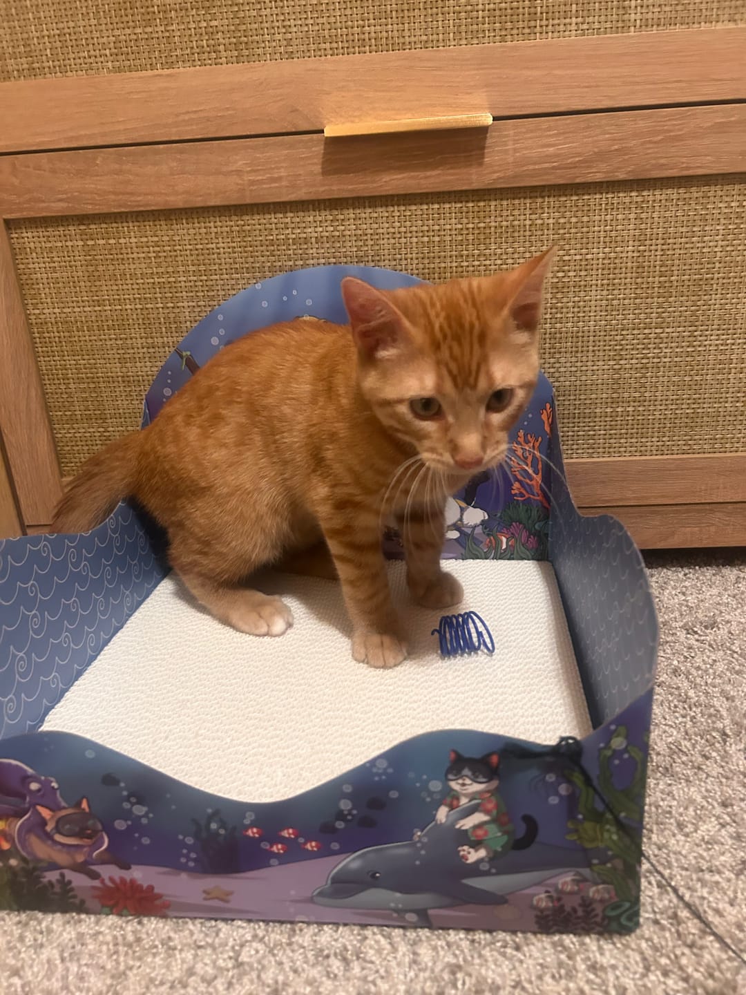 Customer photo review of Meow Reef Sanctuary