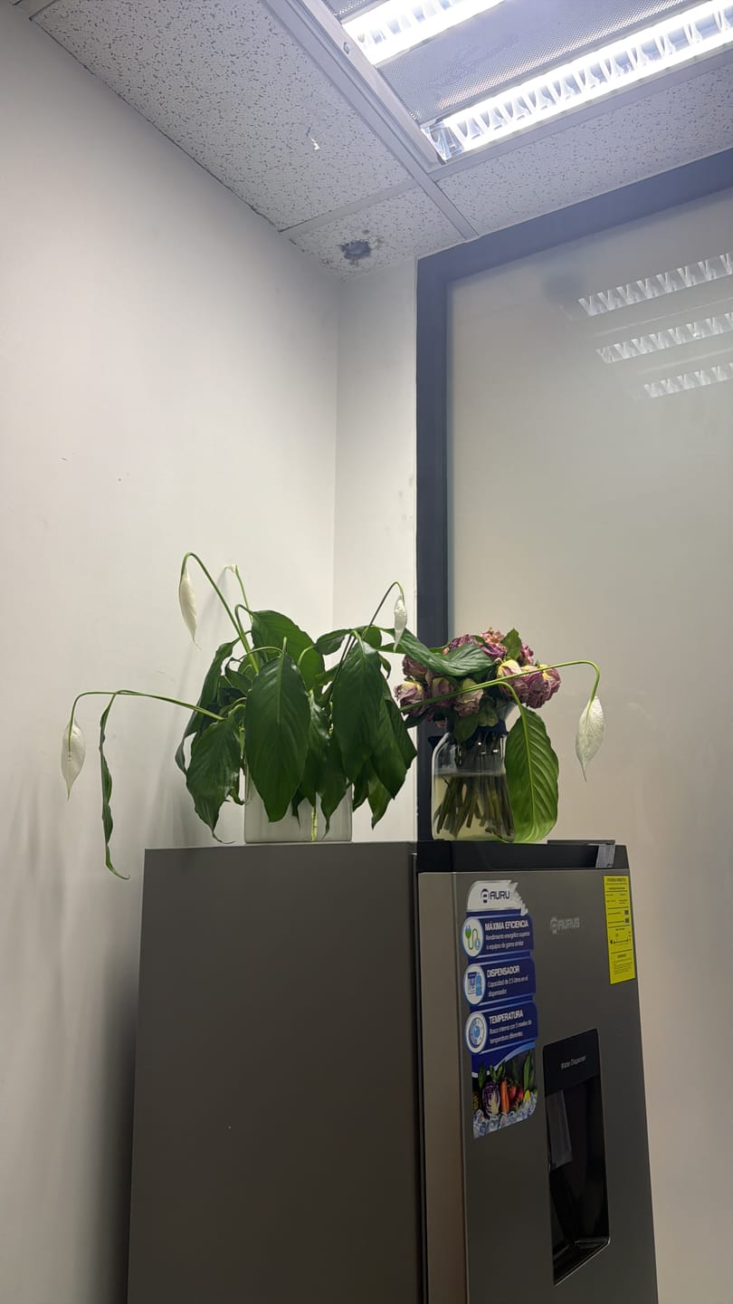 Customer photo review of Suscripción de Flores - Quincenal