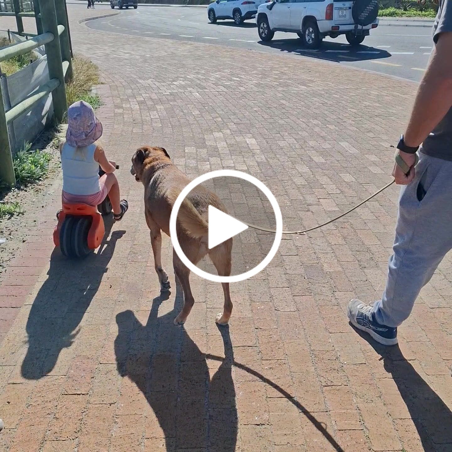 Customer video review of FlexCare (Joint & Movement Support For Dogs)
