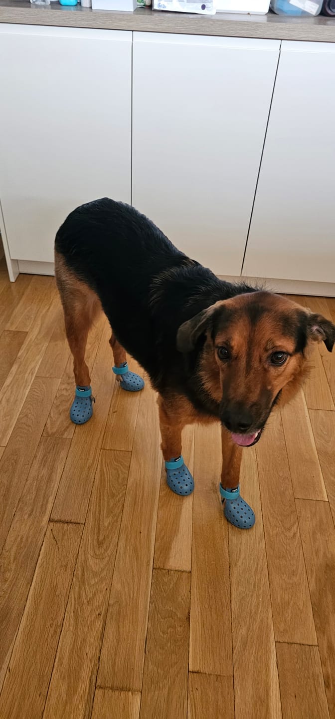 Customer photo review of WagWellies® Mojave