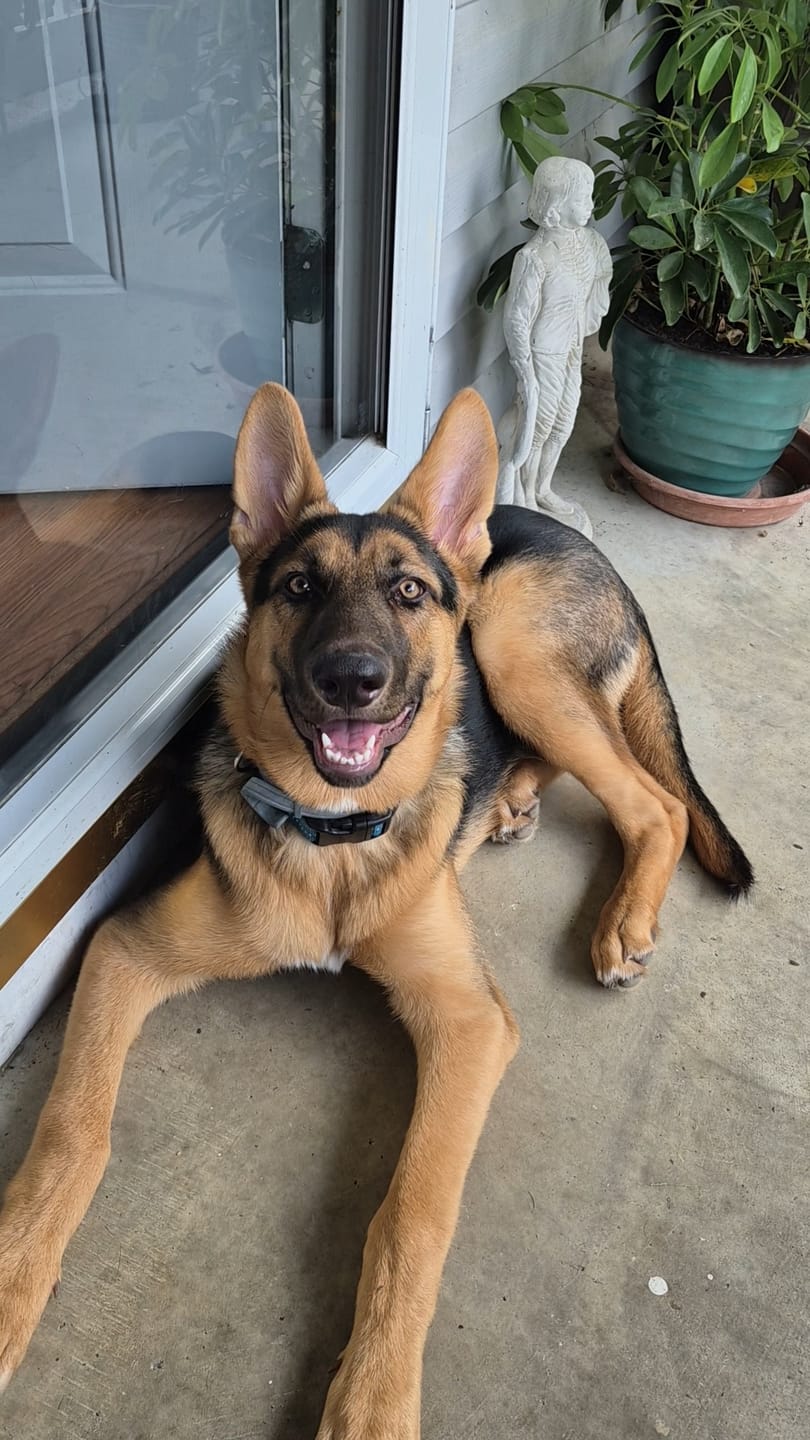 Customer photo review of German Shepherd Lover