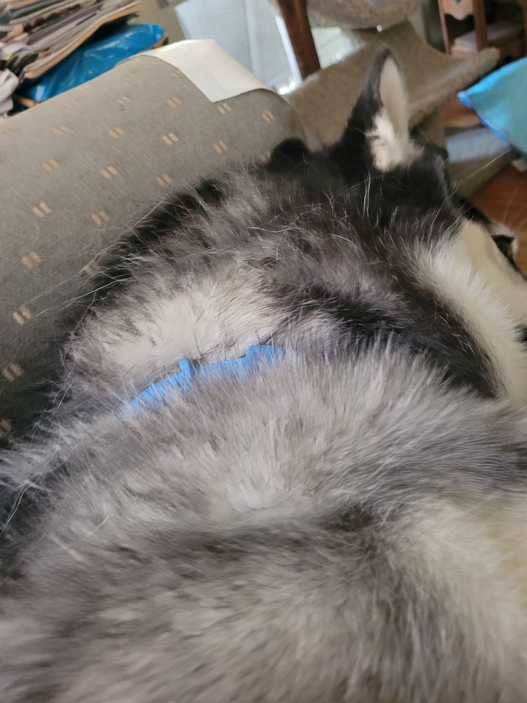 Customer photo review of FurLife™ - 8 Months Flea and Tick Free