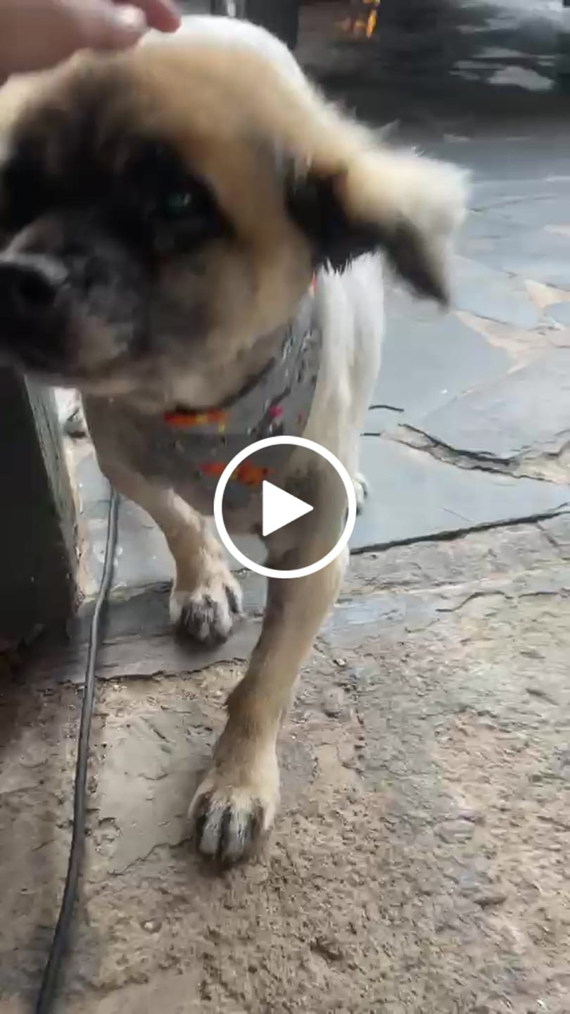 Customer video review of FlexCare (Joint & Movement Support For Dogs)