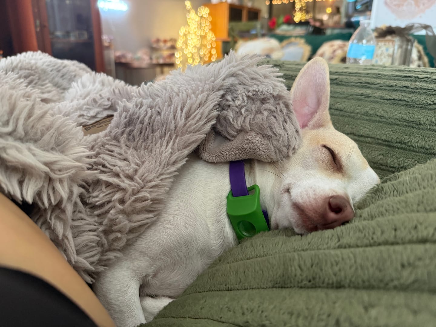 Customer photo review of FurLife™ 12 Months Flea and Tick Free