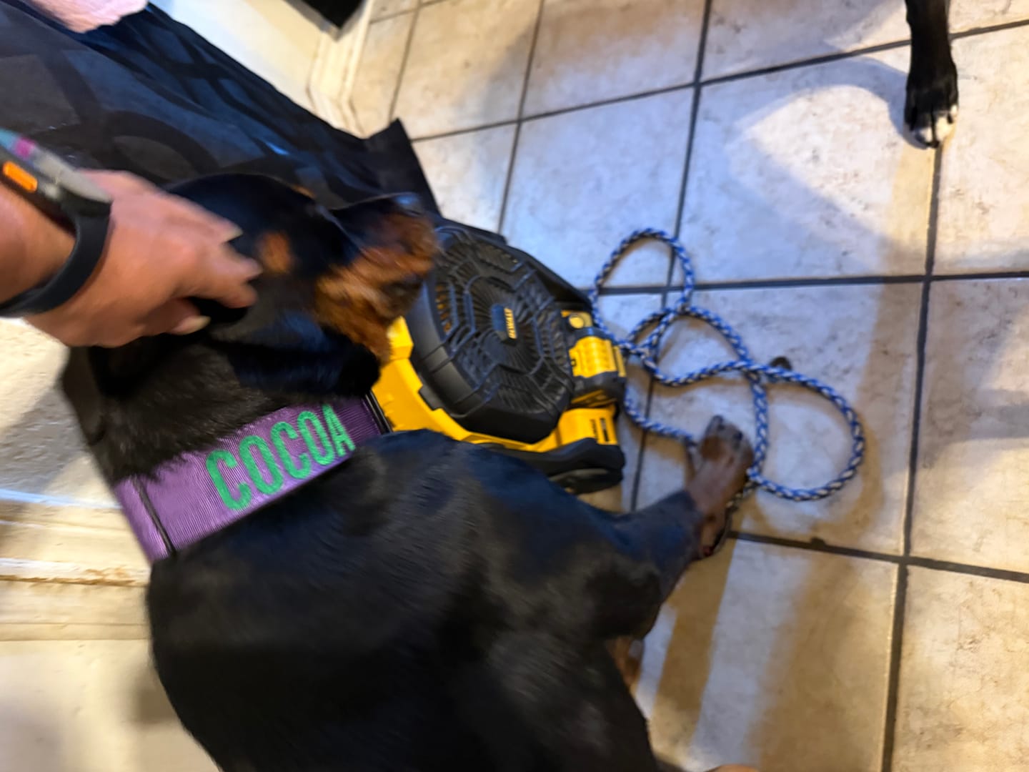 Customer photo review of Bully Proof Collar