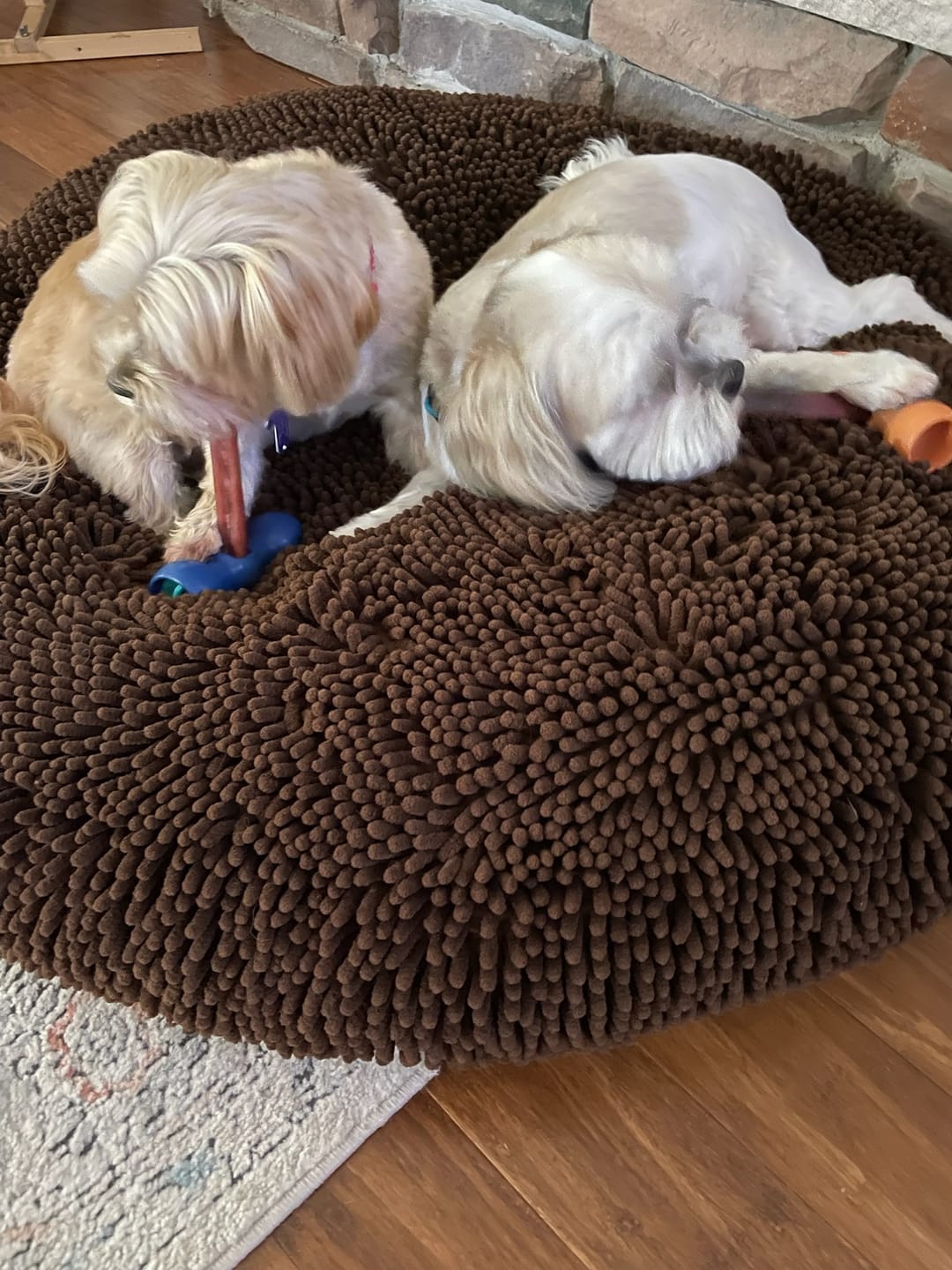 Customer photo review of 6 Inch Standard Bully Stick