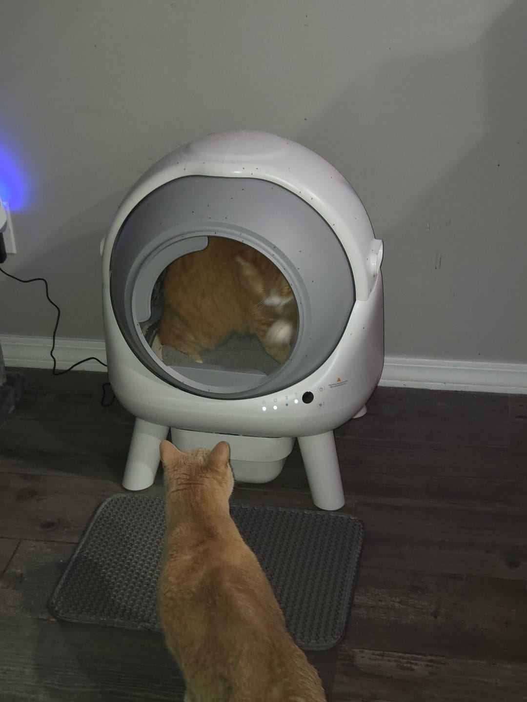 Customer photo review of [Summer Sale] Orbitie Automatic Self-Cleaning Litter Box – Safe Sensors, App