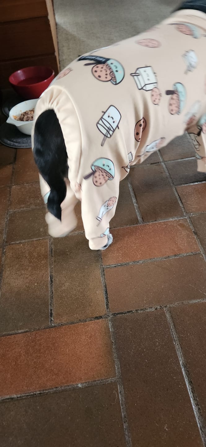 Customer photo review of Dog Pajama - Cookies and Milk