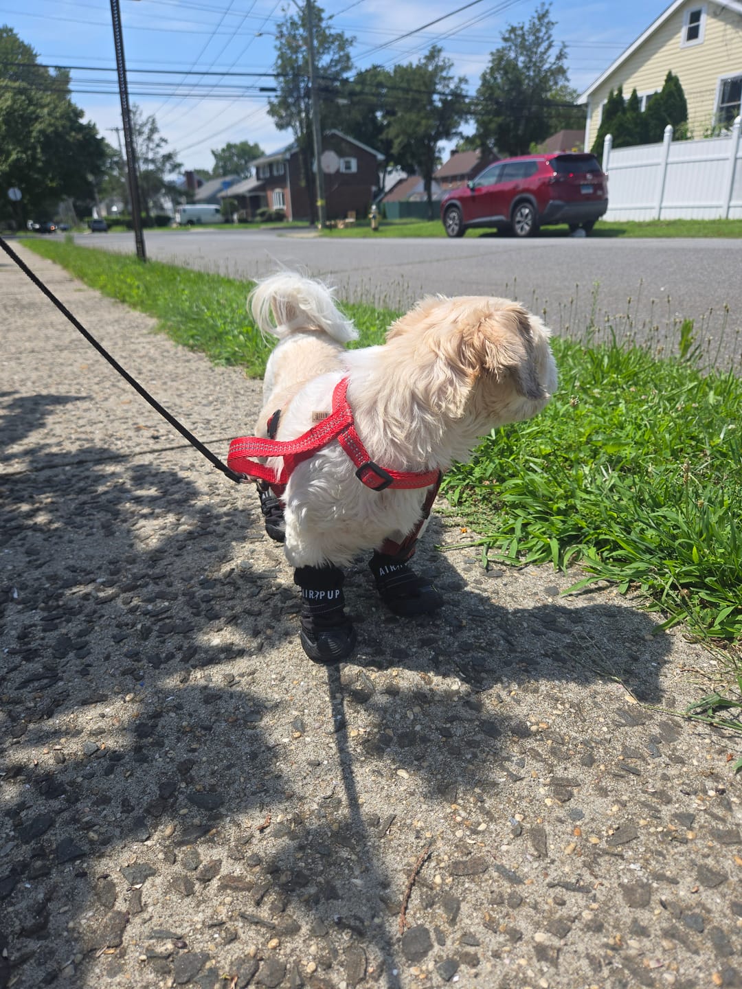 Customer photo review of AIR PUP DOG BOOTS - SET OF 4