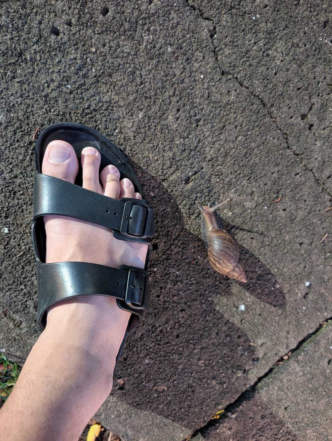 Customer photo review of Birkenstock Arizona Essentials Eva Sandal in Black