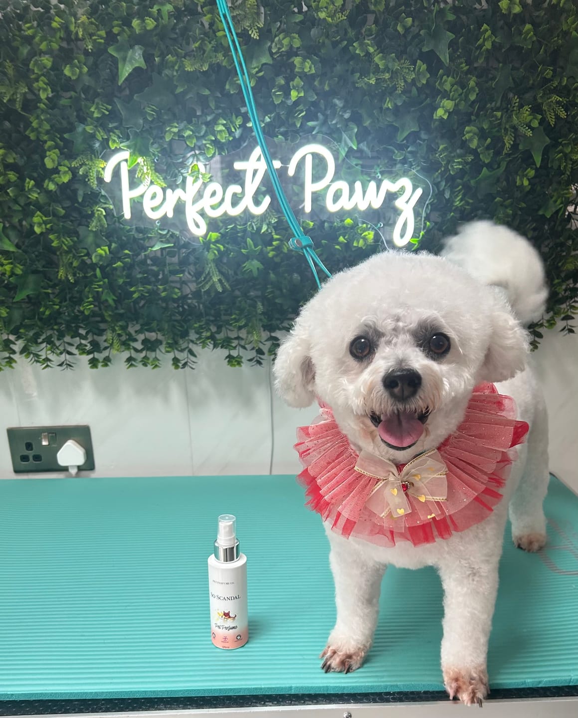 Customer photo review of Daisy Pet Perfume