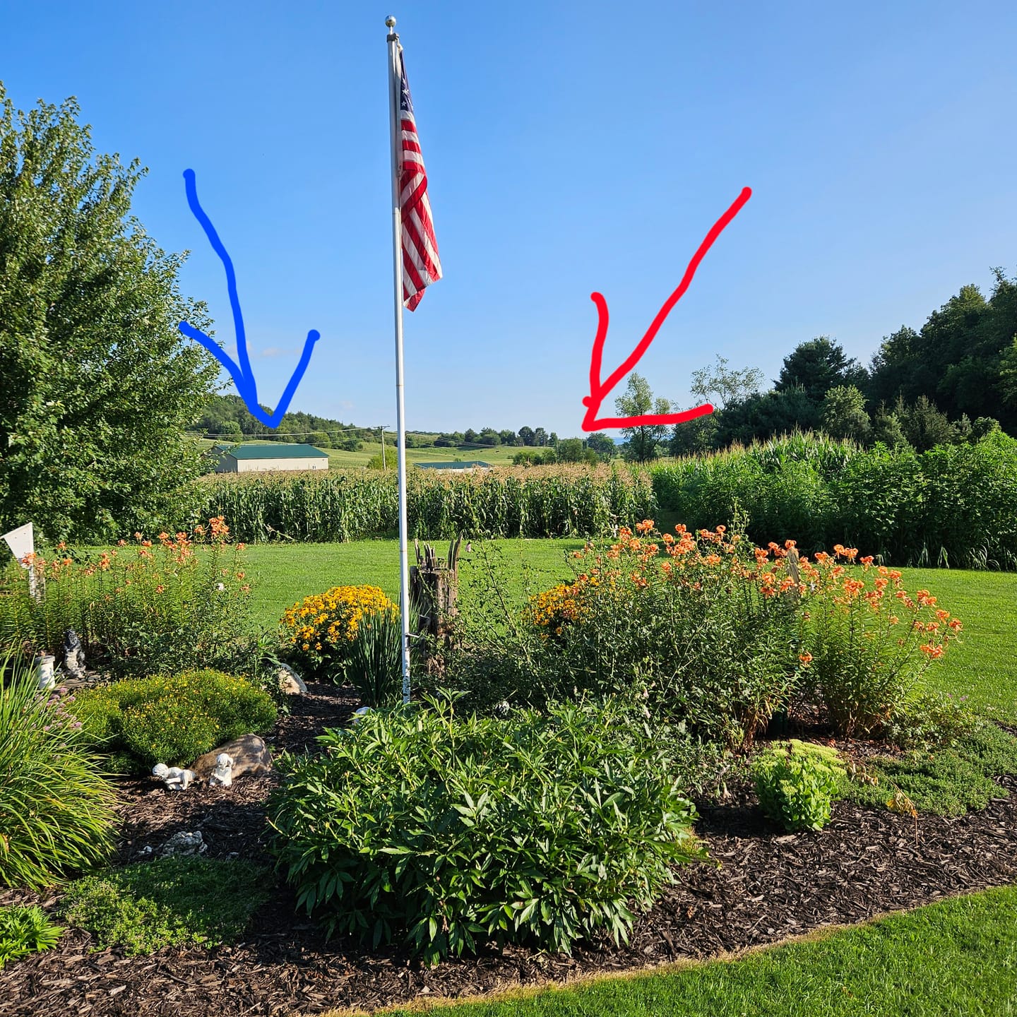 Customer photo review of *Revision Attribute II Sweet Corn (Roundup Ready)